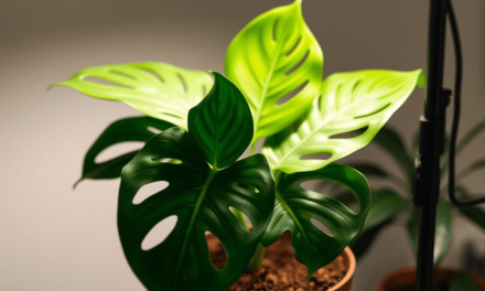 2025散射光植物終極指南：別再猜了！科學化「造光」讓你家變植物天堂