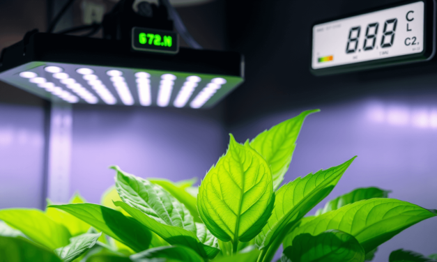 光合作用的逆向工程：為什麼你的植物長不好？問題不在水，而是「能量轉化率」