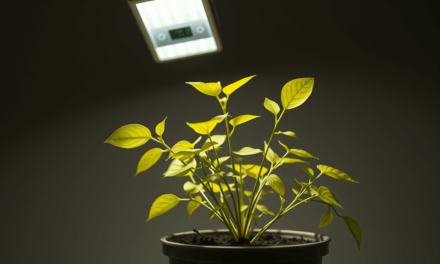 植物光照不足的終極解方：別再猜了！3個致命誤區與科學化補光策略