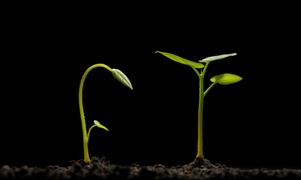植物徒長終極指南：為何你的植物總在「假死」，假裝長大？破解徒長的3大迷思與實戰急救術