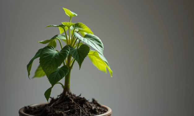 葉子軟爛不是病，是求救訊號！2025 植物急救指南：停止猜測，學會「根-土-氣」系統診斷法