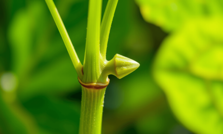 葉柄的秘密語言：從「不起眼的莖」讀懂植物的生存策略與健康警訊