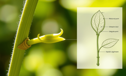 解鎖植物的隱藏密碼：為什麼「托葉」是你必須學會的終極植物辨識捷徑？